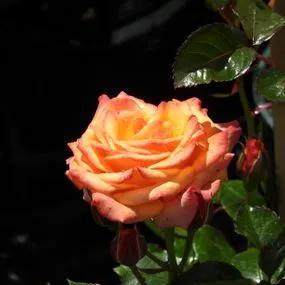 Redova Patio Climbing Rose (Rosa Redova) 1